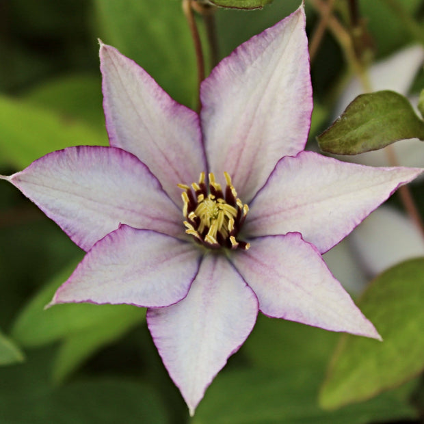 Clematis 'Samaritan Jo' | On a 90cm Cane in a 3L Pot Climbing Plants