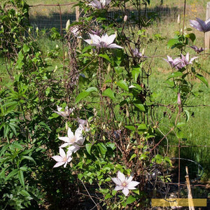 Clematis 'Samaritan Jo' | On a 90cm Cane in a 3L Pot Climbing Plants