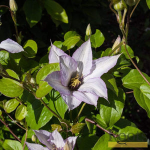 Clematis 'Samaritan Jo' | On a 90cm Cane in a 3L Pot Climbing Plants