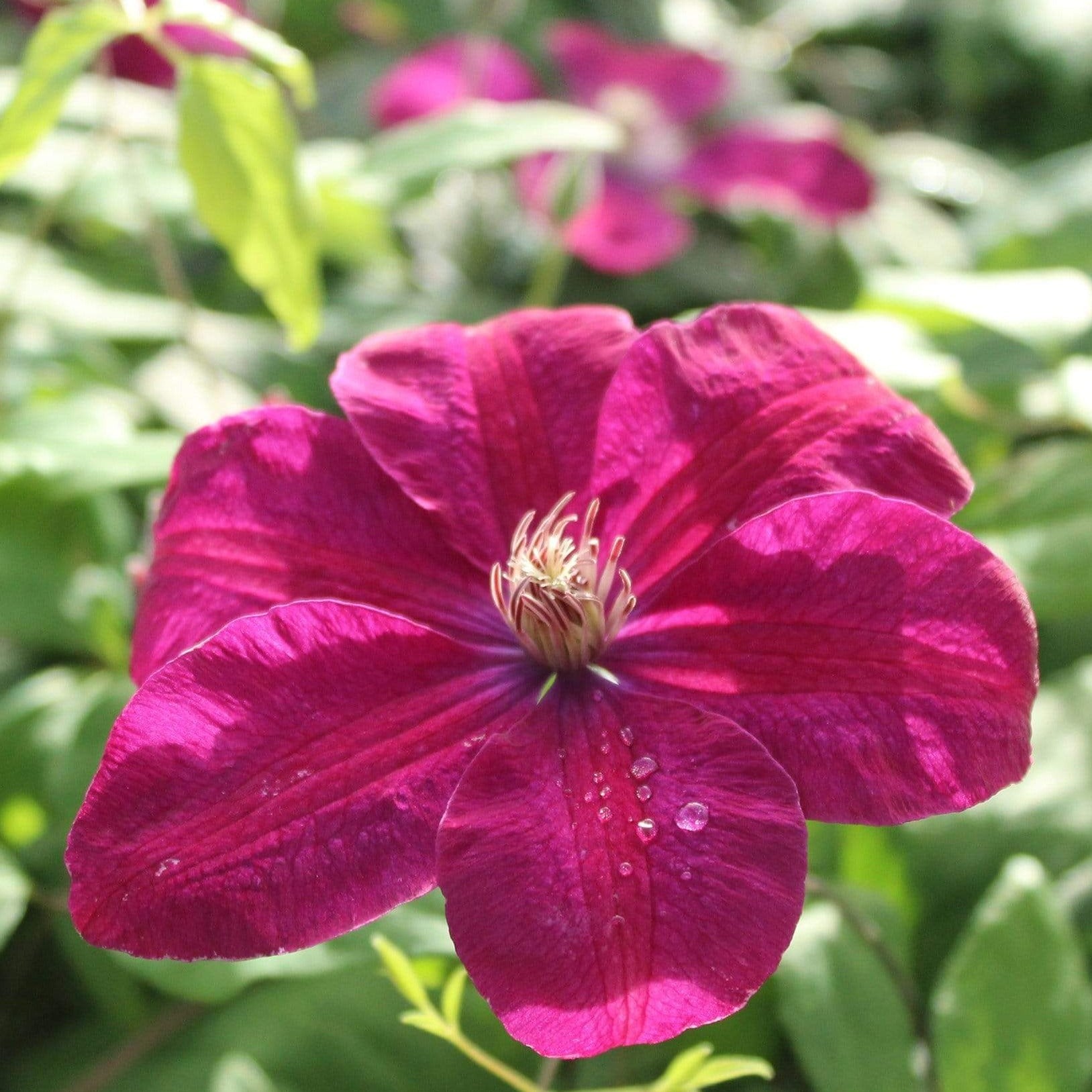 Clematis 'Rouge Cardinal'