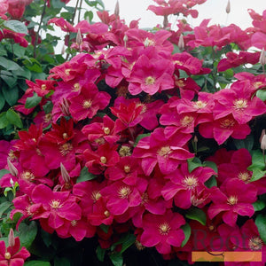 90cm Clematis 'Rouge Cardinal' | 3L Pot Climbing Plants