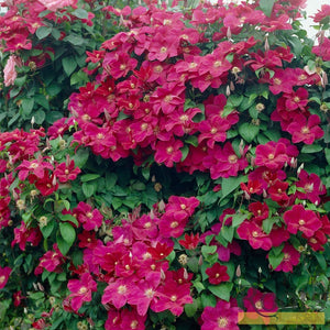 90cm Clematis 'Rouge Cardinal' | 3L Pot Climbing Plants