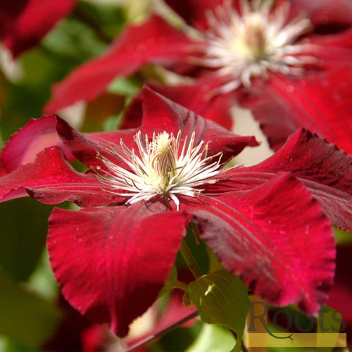 90cm Clematis 'Rebecca' | 3L Pot Climbing Plants