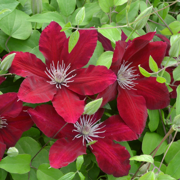 Clematis 'Rebecca' | On a 90cm Cane in a 3L Pot Climbing Plants