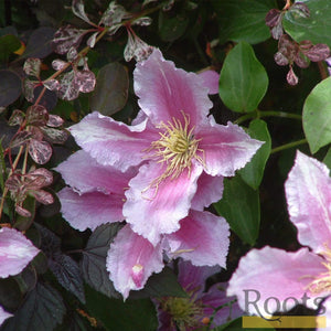 Clematis 'Piilu' On a 90cm Cane in a 3L Pot Climbing Plants