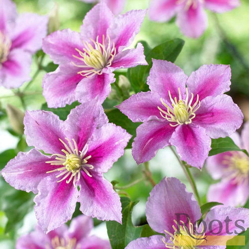 Clematis 'Piilu' On a 90cm Cane in a 3L Pot Climbing Plants