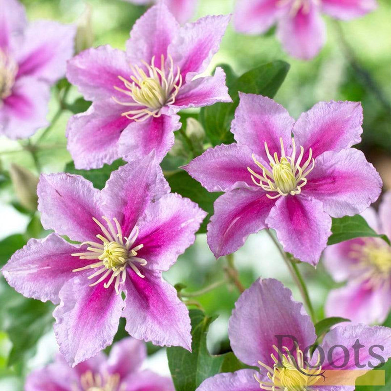 Clematis 'Piilu' On a 90cm Cane in a 3L Pot Climbing Plants
