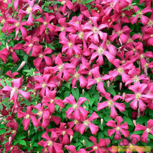 90cm Clematis 'Niobe' | 3L Pot Climbing Plants