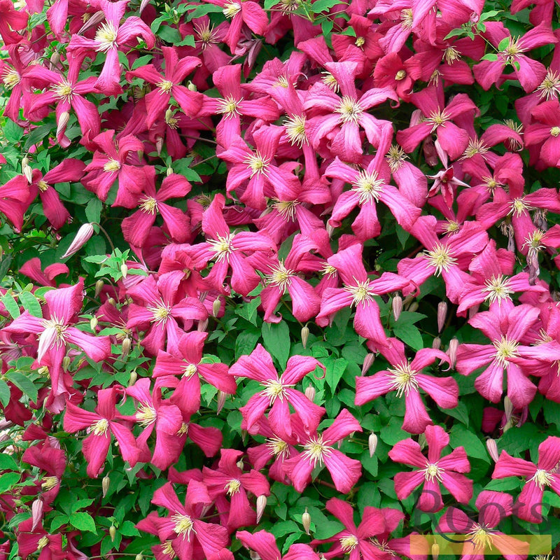 90cm Clematis 'Niobe' | 3L Pot Climbing Plants