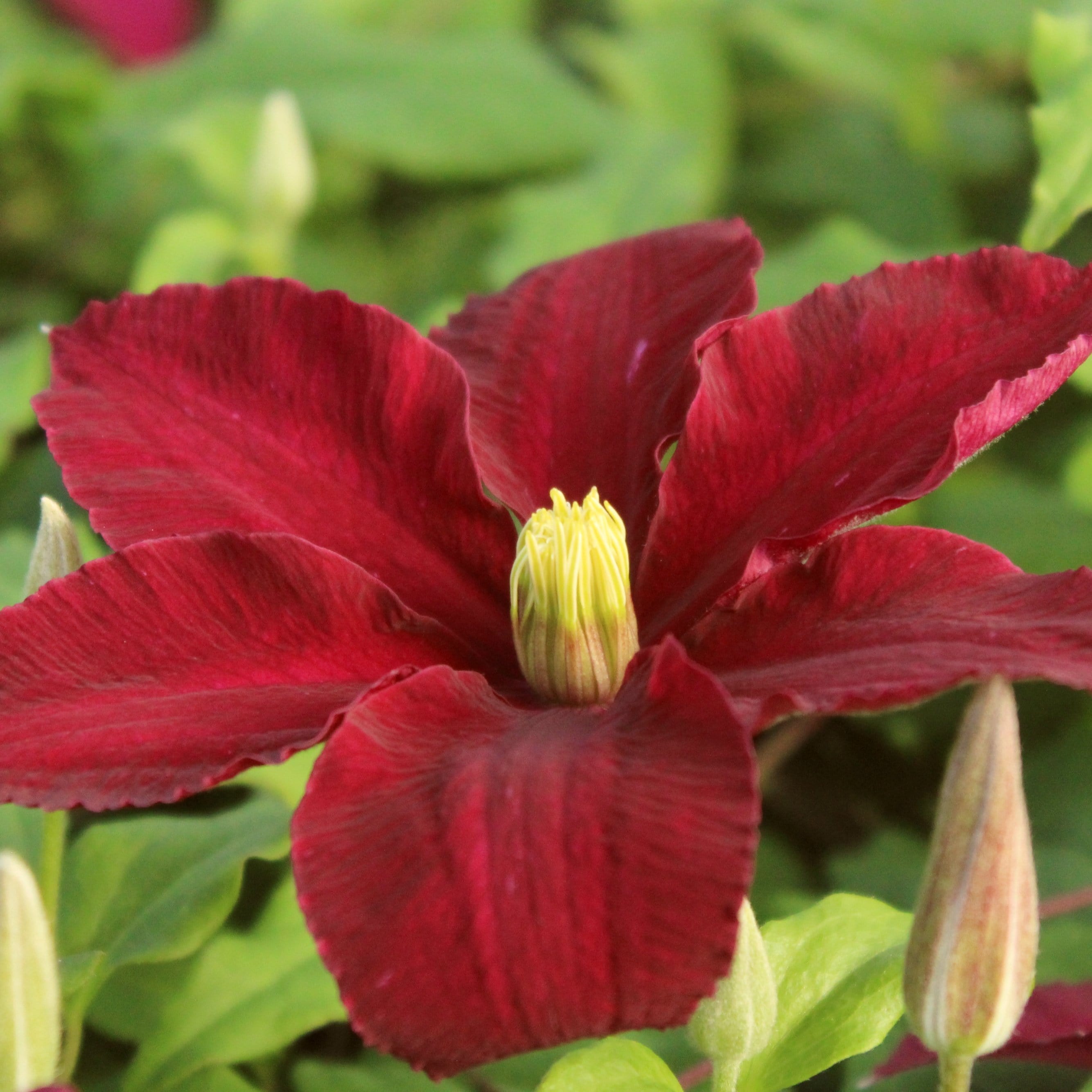 Clematis Niobe