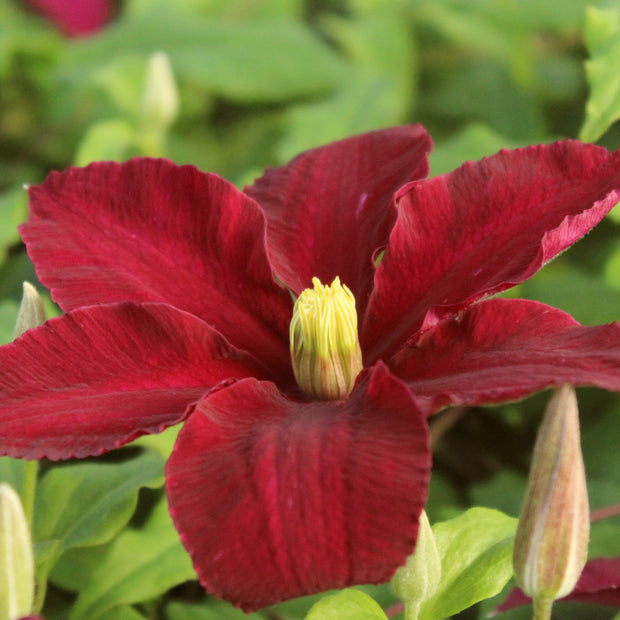 Clematis 'Niobe' | On a 90cm Cane in a 3L Pot Climbing Plants