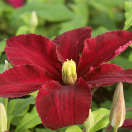 Clematis 'Niobe' | On a 90cm Cane in a 3L Pot Climbing Plants