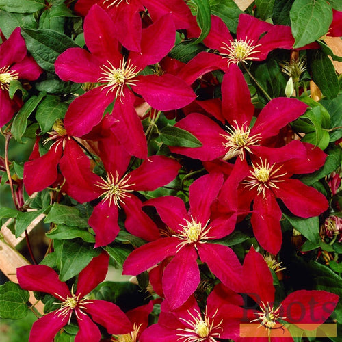 90cm Clematis 'Niobe' | 3L Pot Climbing Plants