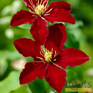 90cm Clematis 'Niobe' | 3L Pot Climbing Plants
