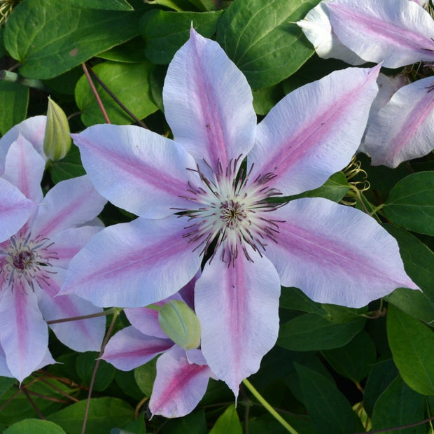 Clematis 'Nelly Moser' | On a 90cm Cane in a 3L Pot Climbing Plants