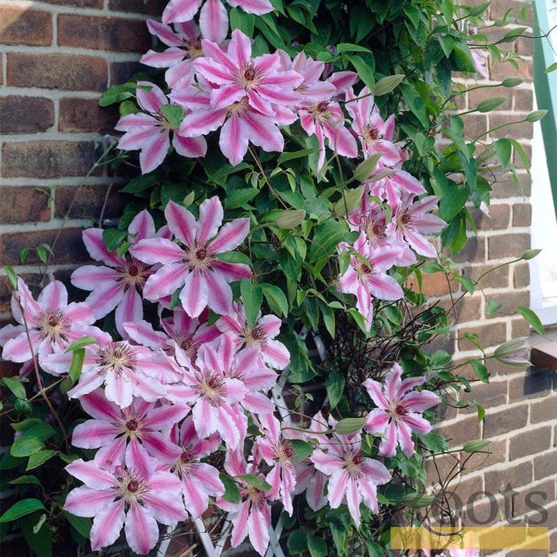 90cm Clematis 'Nelly Moser' | 3L Pot Climbing Plants