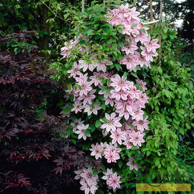 90cm Clematis 'Nelly Moser' | 3L Pot Climbing Plants