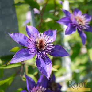Clematis 'Multi-Blue' | On a 90cm Cane in a 3L Pot Climbing Plants