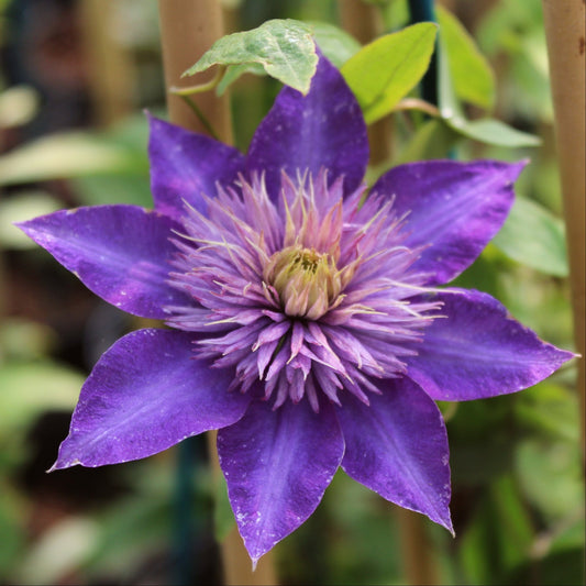 Clematis 'Multi-Blue' | On a 90cm Cane in a 3L Pot Climbing Plants