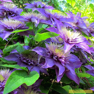 Clematis 'Multi-Blue' | On a 90cm Cane in a 3L Pot Climbing Plants