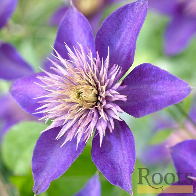 Clematis 'Multi-Blue' | On a 90cm Cane in a 3L Pot Climbing Plants