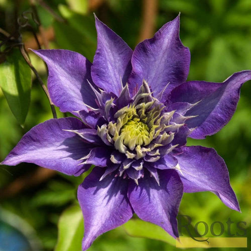 Clematis 'Multi-Blue' | On a 90cm Cane in a 3L Pot Climbing Plants