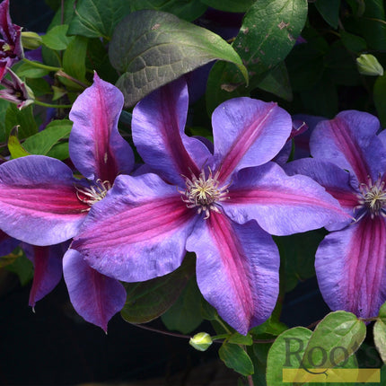 90cm Clematis 'Mrs Norman Thompson' | 3L Pot Climbing Plants