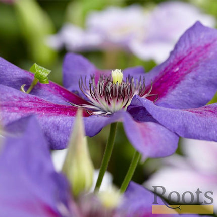 90cm Clematis 'Mrs Norman Thompson' | 3L Pot Climbing Plants
