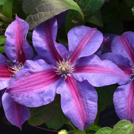 Clematis 'Mrs Norman Thompson' | On a 90cm Cane in a 3L Pot Climbing Plants