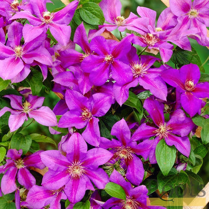 90cm Clematis 'Mrs Norman Thompson' | 3L Pot Climbing Plants