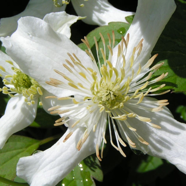 90cm Clematis 'Montana Wilsonii' | 3L Pot Climbing Plants