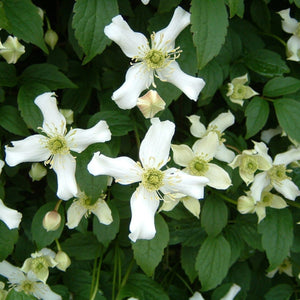 90cm Clematis 'Montana Wilsonii' | 3L Pot Climbing Plants