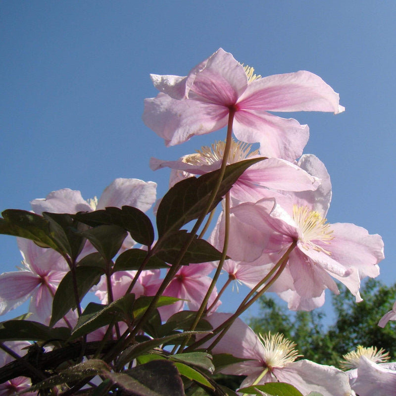 Clematis 'Montana Mayleen' | On a 90cm Cane in a 3L Pot Climbing Plants