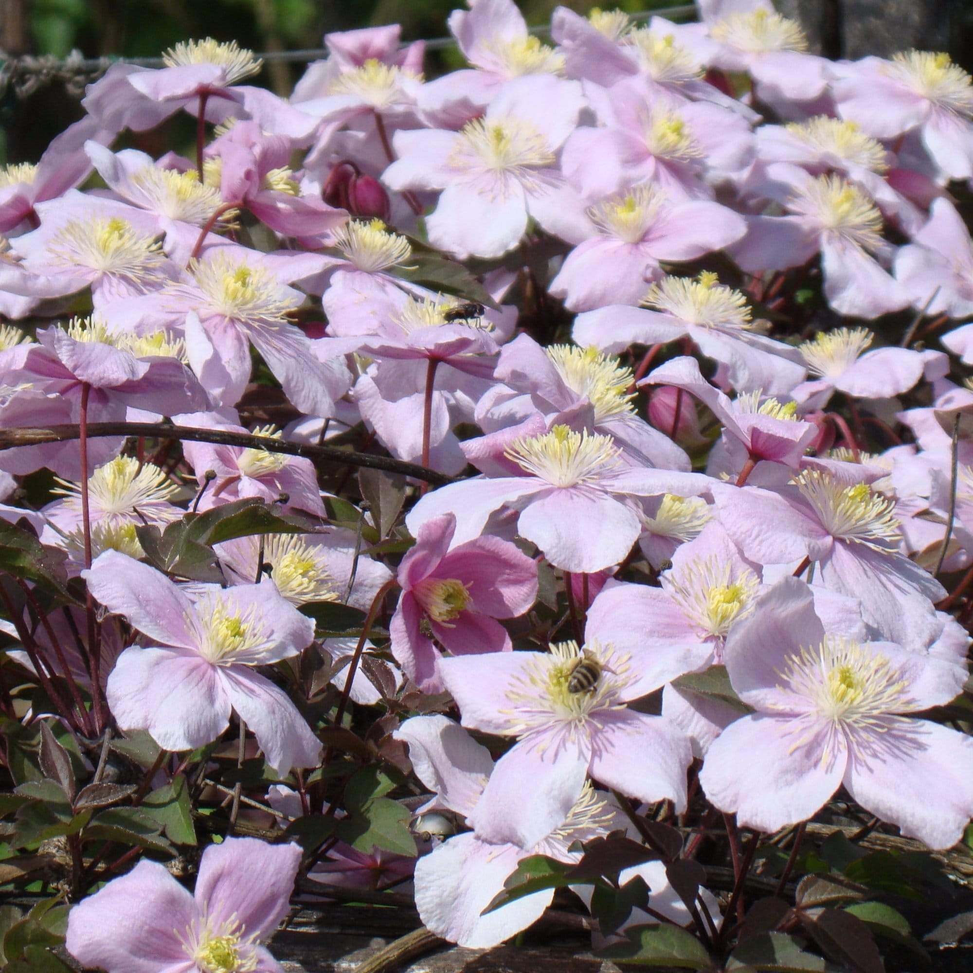 Clematis montana 'Mayleen'