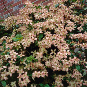 Clematis 'Montana Marjorie' | On a 90cm Cane in a 3L Pot Climbing Plants