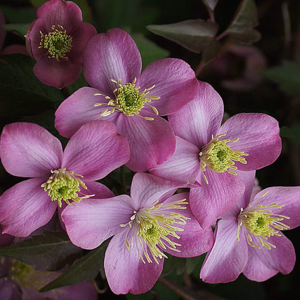 Clematis 'Montana Elizabeth' | On a 90cm Cane in a 3L Pot Climbing Plants