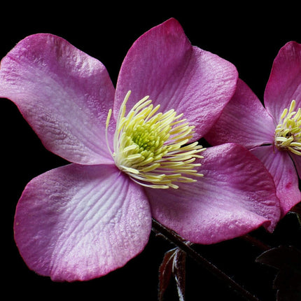 Clematis 'Montana Elizabeth' | On a 90cm Cane in a 3L Pot Climbing Plants