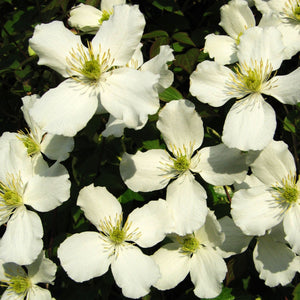 90cm Clematis 'Montana Alba' | 3L Pot Climbing Plants
