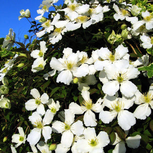 90cm Clematis 'Montana Alba' | 3L Pot Climbing Plants