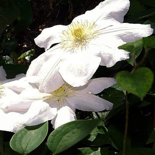 Clematis 'Marie Boisselot' | On a 90cm Cane in a 3L Pot Climbing Plants