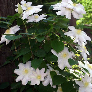 Clematis 'Marie Boisselot' | On a 90cm Cane in a 3L Pot Climbing Plants