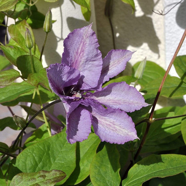 Clematis 'Margaret Hunt' | On a 90cm Cane in a 3L Pot Climbing Plants