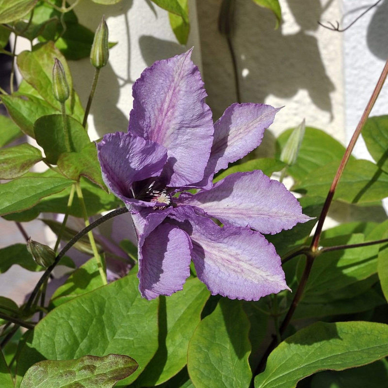 Clematis 'Margaret Hunt' | On a 90cm Cane in a 3L Pot Climbing Plants