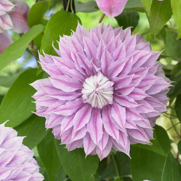 Clematis 'Josephine (Evijohill)' | On a 90cm Cane in a 3L Pot Climbing Plants