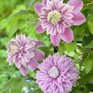 Clematis 'Josephine (Evijohill)' | On a 90cm Cane in a 3L Pot Climbing Plants