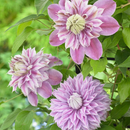Clematis 'Josephine (Evijohill)' | On a 90cm Cane in a 3L Pot Climbing Plants