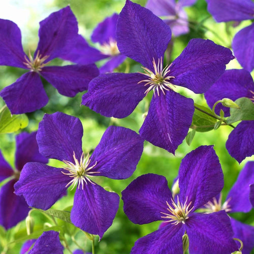 Clematis 'Jackmanii Superba' | On a 90cm Cane in a 3L Pot Climbing Plants