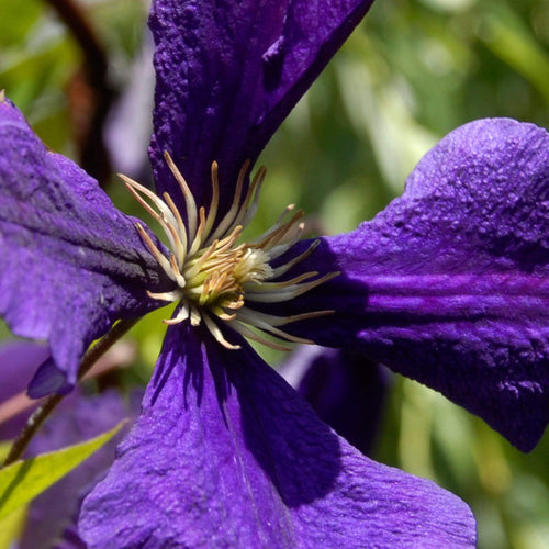 Clematis 'Jackmanii Superba' | On a 90cm Cane in a 3L Pot Climbing Plants