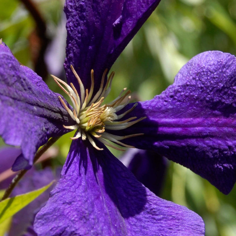 Clematis 'Jackmanii Superba' | On a 90cm Cane in a 3L Pot Climbing Plants