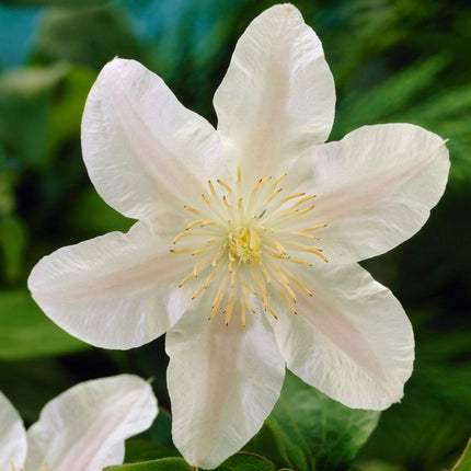 Clematis 'Guernsey Cream' | On a 90cm Cane in a 3L Pot Climbing Plants